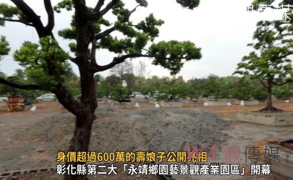 影/身價超過600萬的壽娘子公開亮相 新景點在全國最大苗木之鄉