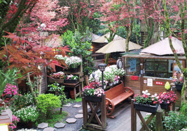 tpe maple