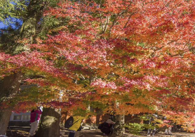 fushoushan