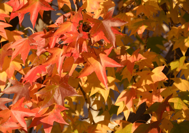 maple