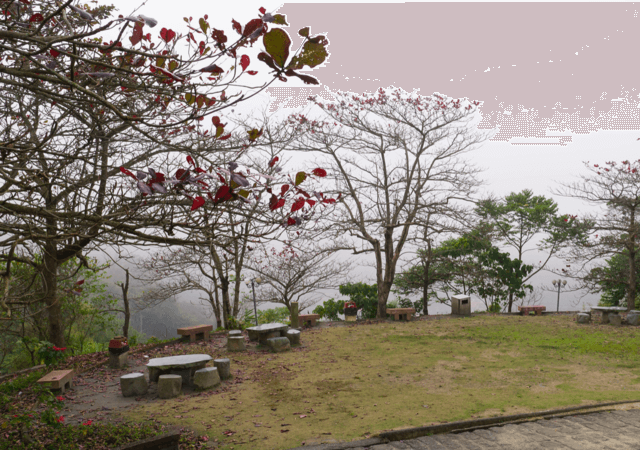 maple park