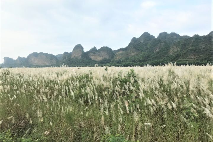 10月正逢荖濃溪芒花季,在路邊遠眺芒花搖曳,悠遠寧靜。 圖:茂林國家風景區管理處/提供