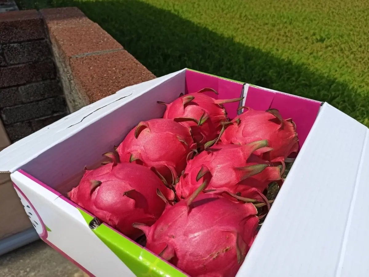 週年慶熱銷選品推薦-《妞妞果園》產銷履歷紅龍果,奧丁丁市集優惠價:$765 / 免運。