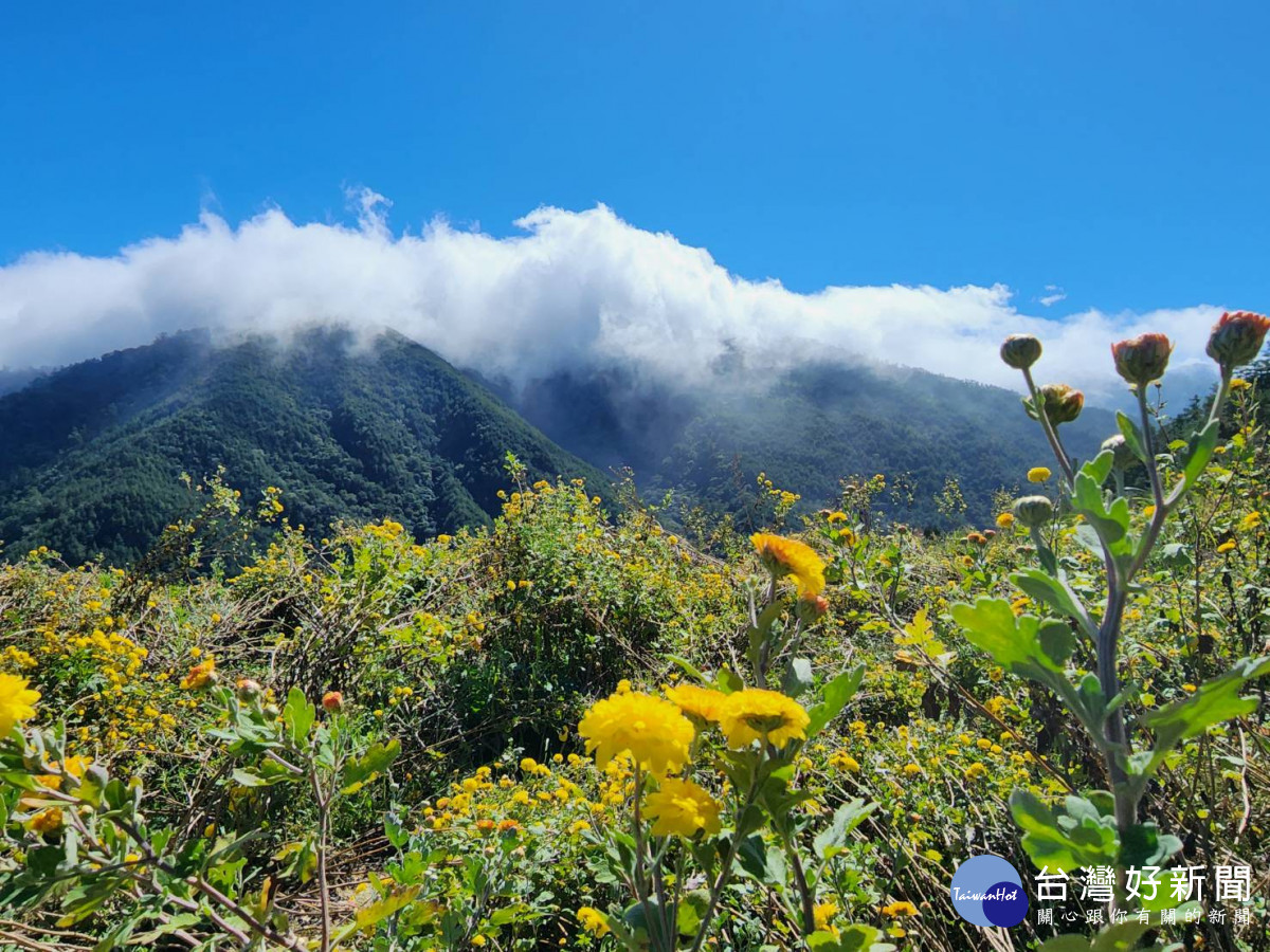 藍天、白雲、青山、黃菊,武陵農場一次蒐齊四顏色。