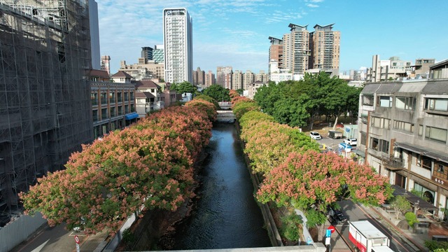 環河路台灣欒樹盛開 (1).jpg