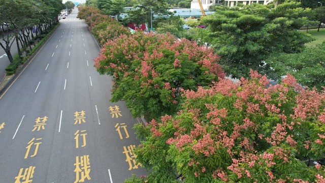 市政路-台灣欒樹盛開 (1).jpg