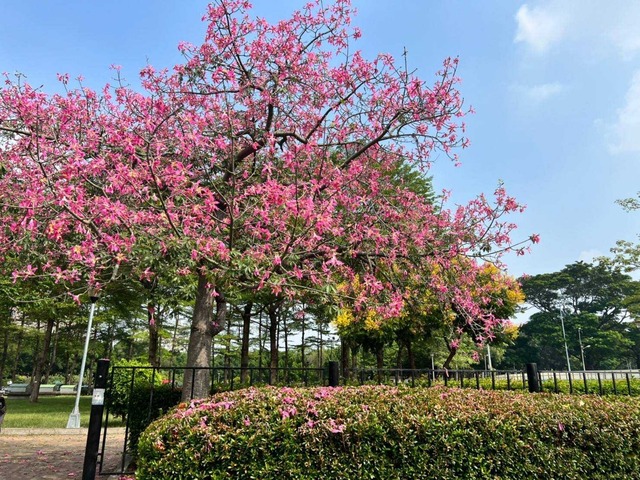 南區健康公園-美人樹盛開 (1).jpg