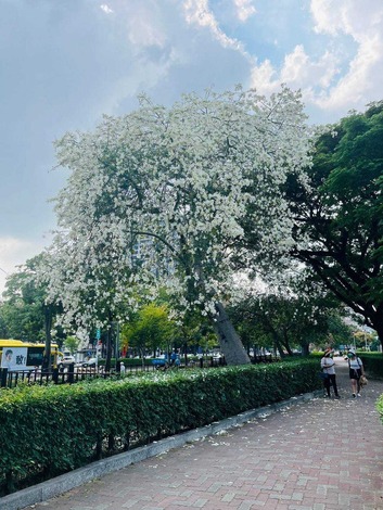南區健康公園美人樹盛開 (1).jpg
