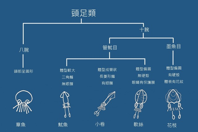 @以形態特徵分辨頭足類 (1).jpg