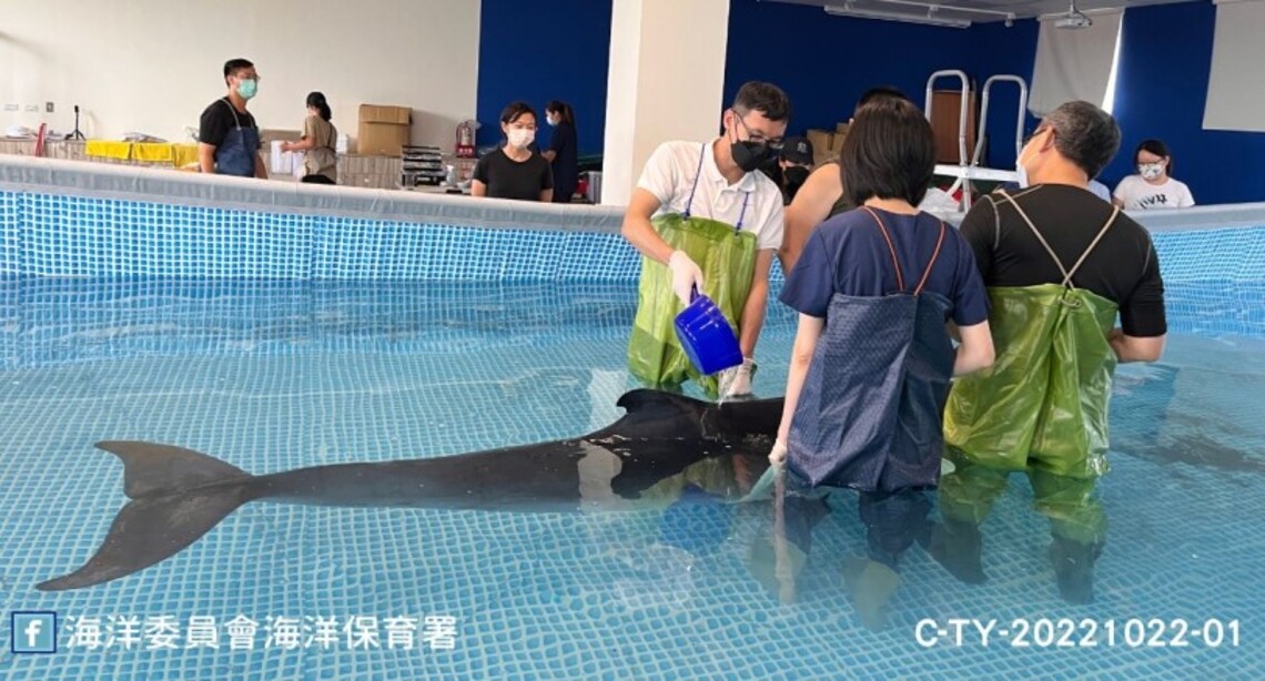 擱淺桃園新屋活體小抹香鯨 後送八斗子穩定復健中