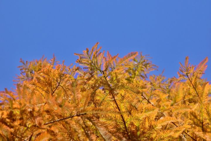 快來打卡!彰化落羽松季登場 綠黃紅三色意境各顯風華