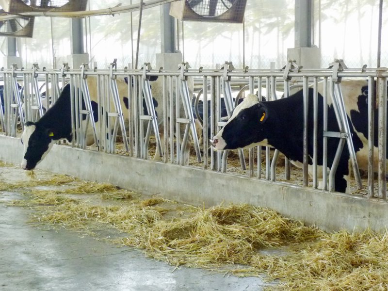 五梅牧場在生乳品質、經營效益、飼養管理、疾病防治、環境衛生等各方面都維持特優水準,才能在全台牧場脫穎而出