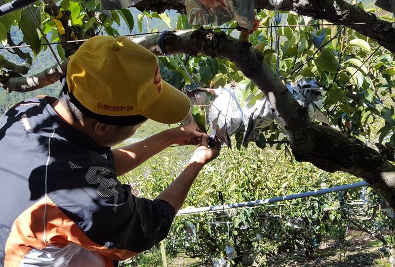 謝大哥在水果的風味、質量上下了很大的功夫,才能打造出爆漿等級的冠軍雪梨