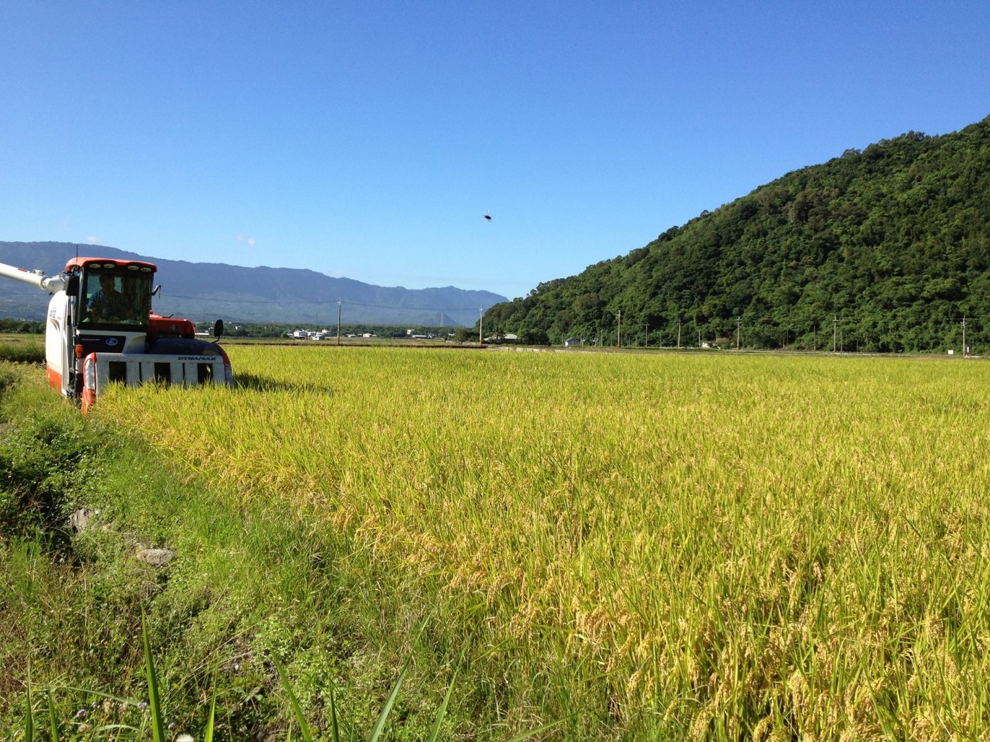 在魏大哥用心栽培及堅持下產出粒粒飽滿、顆顆圓潤的無毒珍珠白米,猶如初雪般潔白,粒粒Q彈、散發天然米香與甘甜味