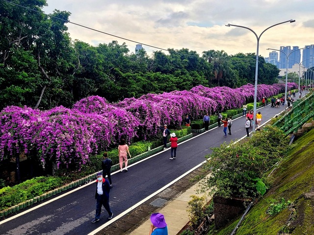 泰山楓樹河濱公園.jpg