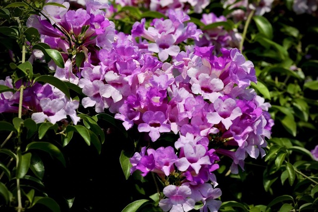 蒜香藤花初開呈深紫色.jpg