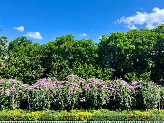 走訪泰山楓樹河濱公園.jpg