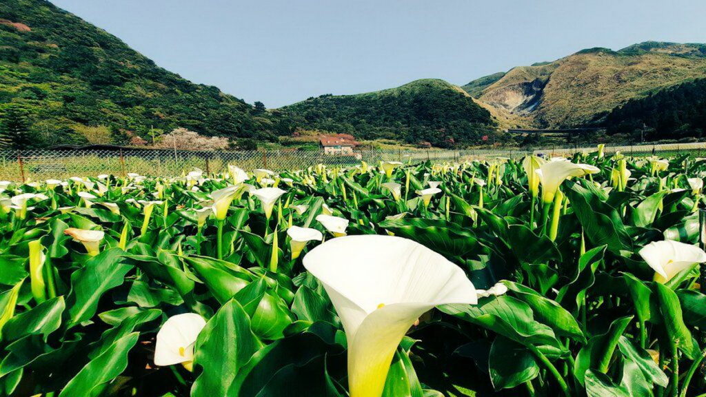竹子湖地區海芋與繡球花農友參與陽明山友善農業計畫,減藥試驗非常成功