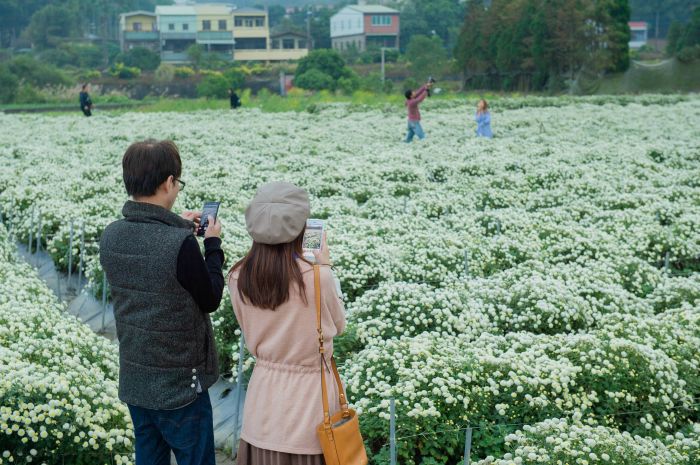 賞杭菊花海集點送伴手禮 參山處邀路跑逛展攤吃美食