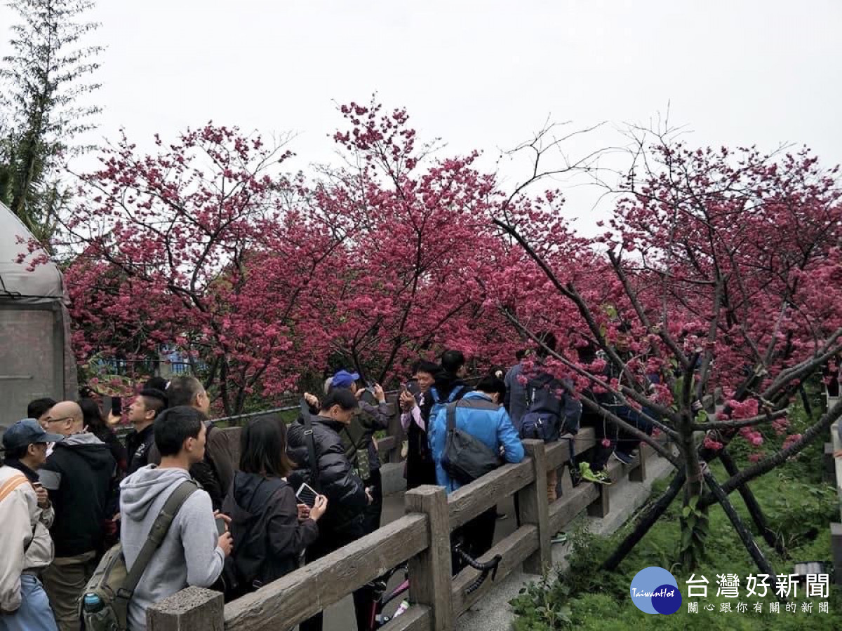 泰安櫻花季每年吸引數十萬人造訪,帶動地方觀光發展。