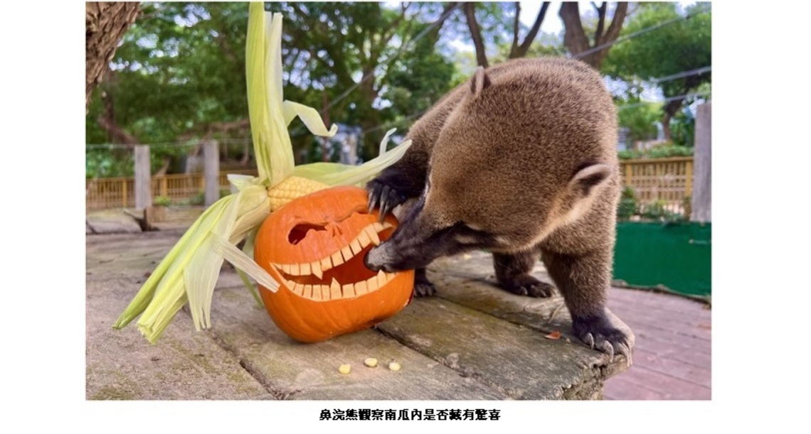 壽山動物園x家樂福 動物南瓜派對玩很大 升級版續食計畫讓動物園充滿萬聖節氣氛
