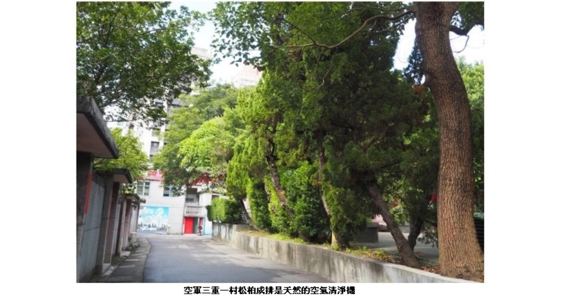 空軍三重一村天然空氣清淨機  松柏成排  美拍吸睛