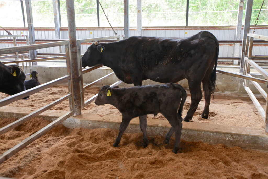 有75年歷史的日本杉本本店公司的「黑樺牛」,則是從繁殖飼育到加工販售呈現完整「一條龍」的產銷模式。