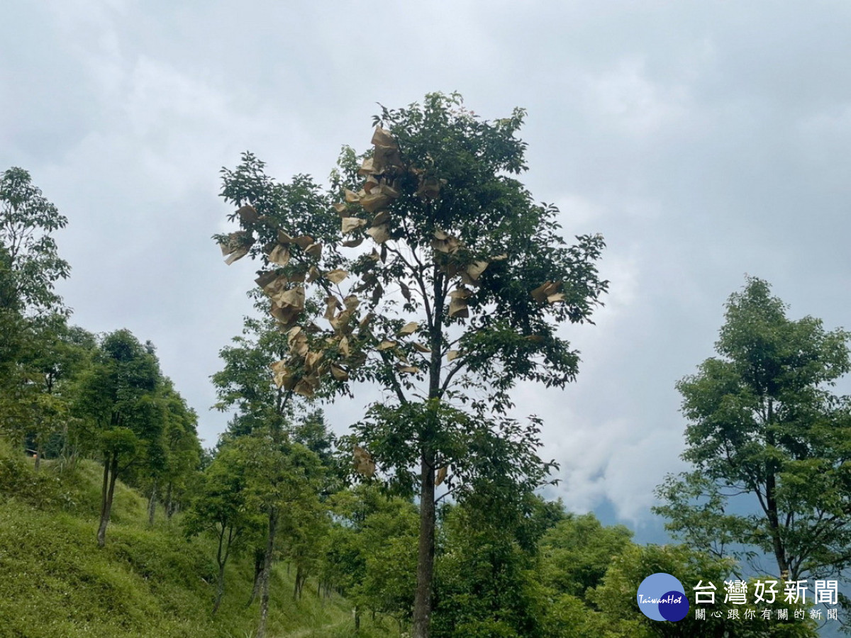 牛樟母樹果實套袋照片。