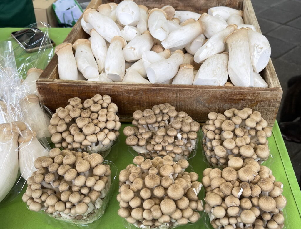 彰化縣菇類