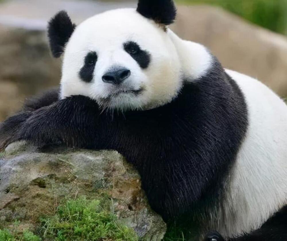 熊貓