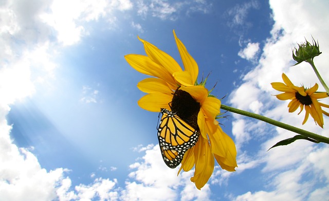 butterfly-g08d36d396_640.jpg