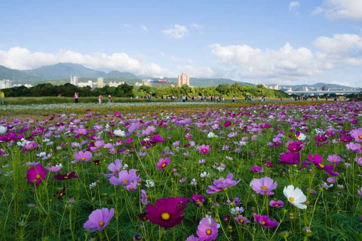 2022關渡花海節將於11/5~11/20登場。 圖:shutterstock/來源
