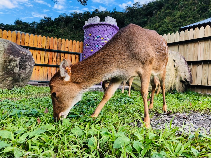 長埤湖精靈村的可愛動物寶寶超級吸睛。