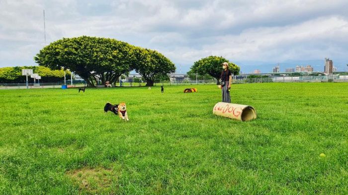 新北河濱7座寵物公園 打造毛小孩的大樂園