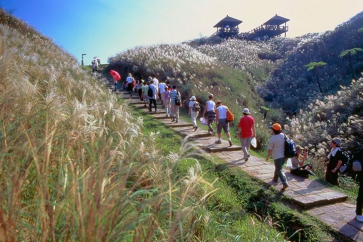 草嶺古道芒花季為東北角帶來最美山嶺風景。 圖:東北角暨宜蘭海岸國家風景區管理處/提供