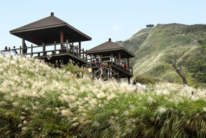 濱芒舞秋風/草嶺古道芒花季11/5起登場