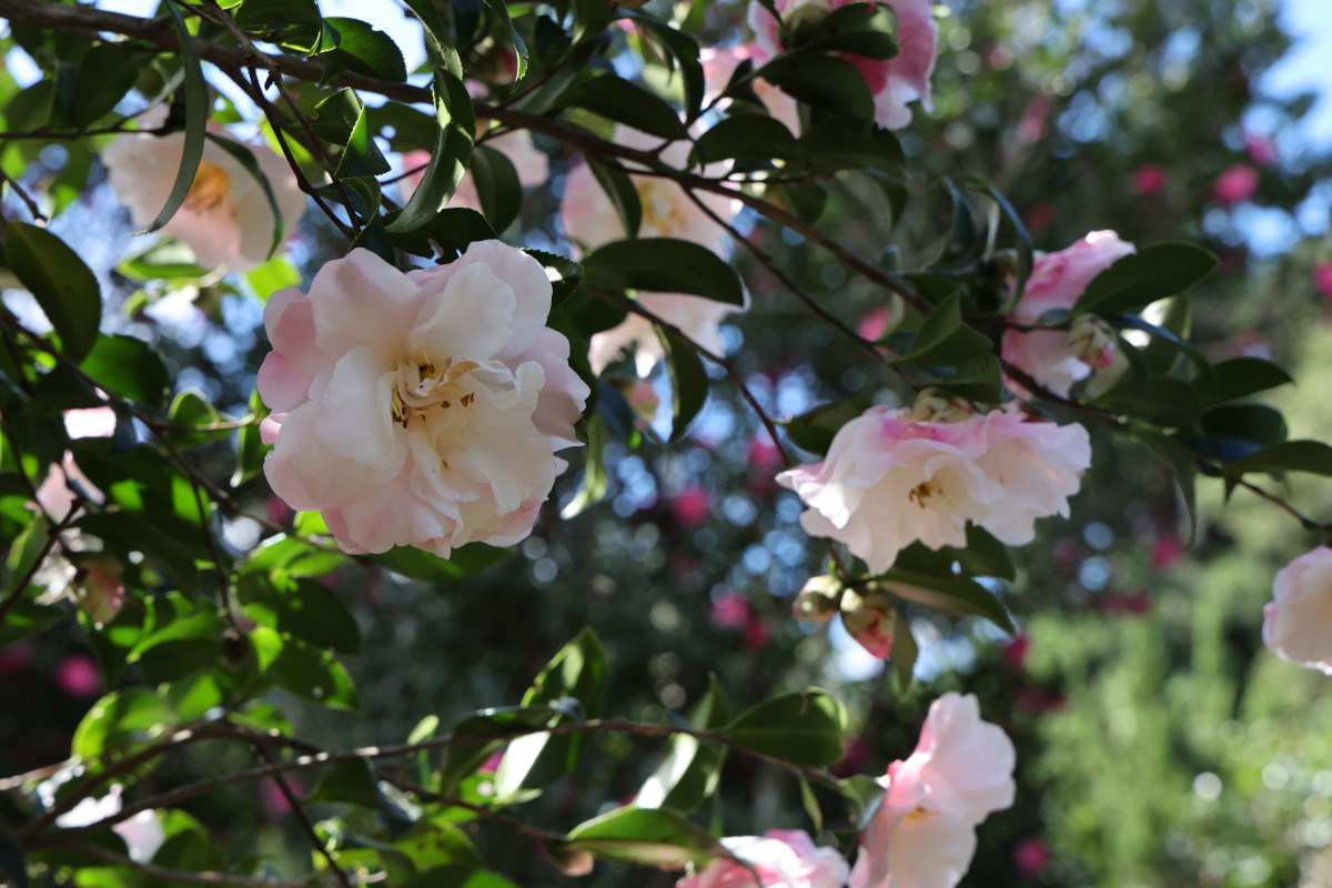 茶梅盛開(圖/台北市公園處提供)