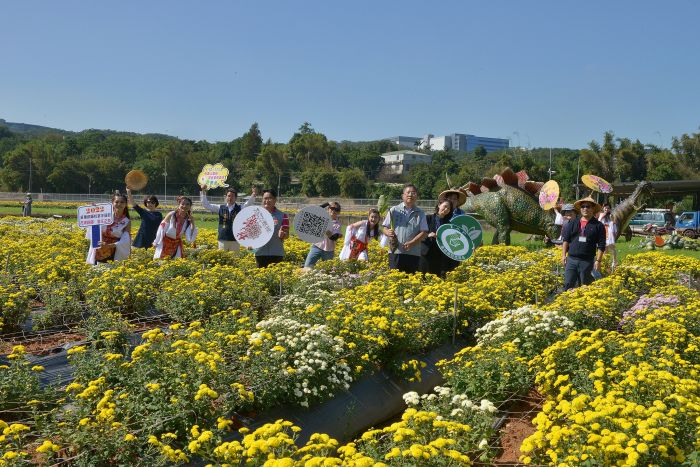 苗栗銅鑼杭菊芋頭節周末登場 邀您感受客庄農村風情