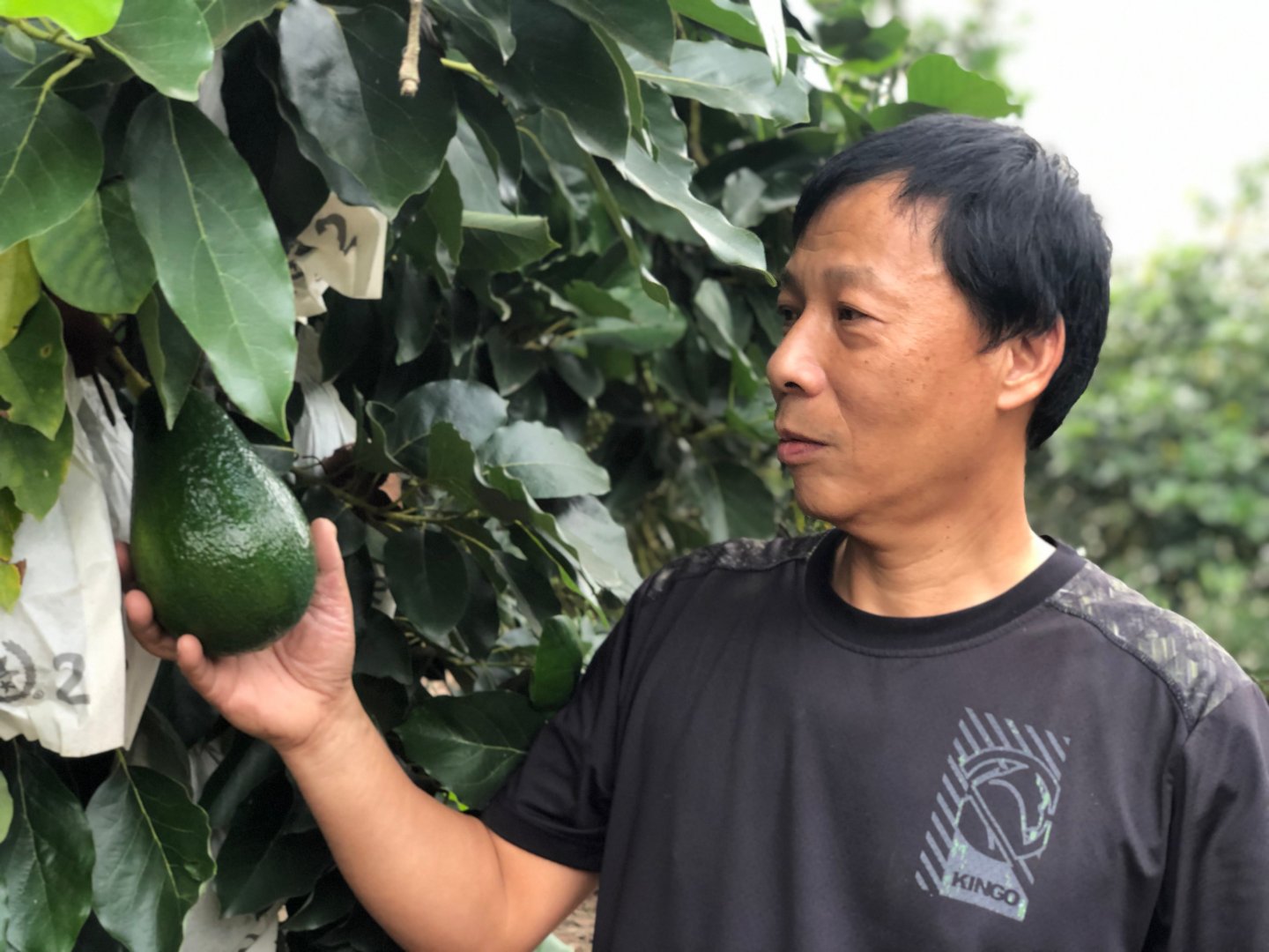 曾經是工程師的黃大哥，連種酪梨也講求省時省力，透過調解產期，有效率採收酪梨