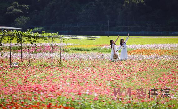 2022桃園花彩節12日大溪繽紛登場　打造百萬花海打卡熱點