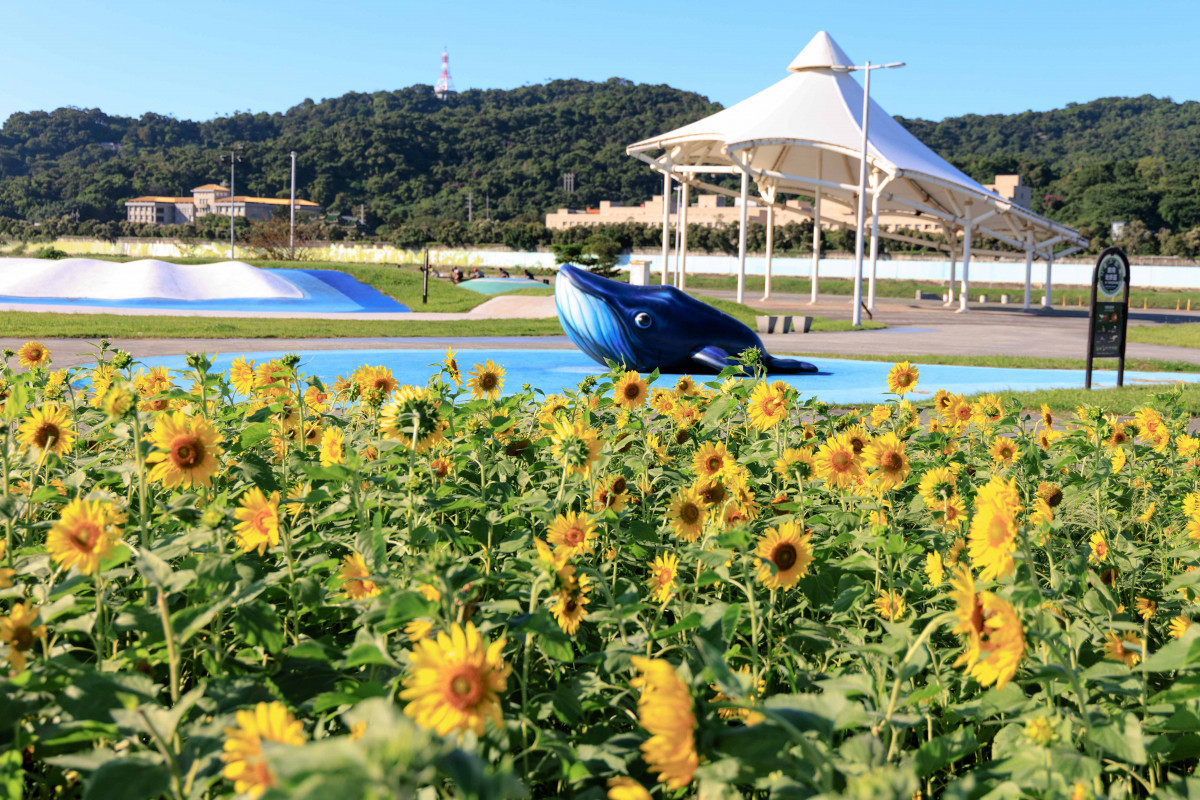 金黃花海追起來 北市大佳河濱向日葵大爆發(圖/台北市水利處提供)