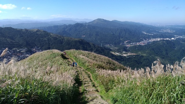 基隆山步道沿線滿布五節芒.jpg