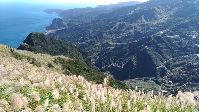 九份山城翻飛芒草花穗.jpg