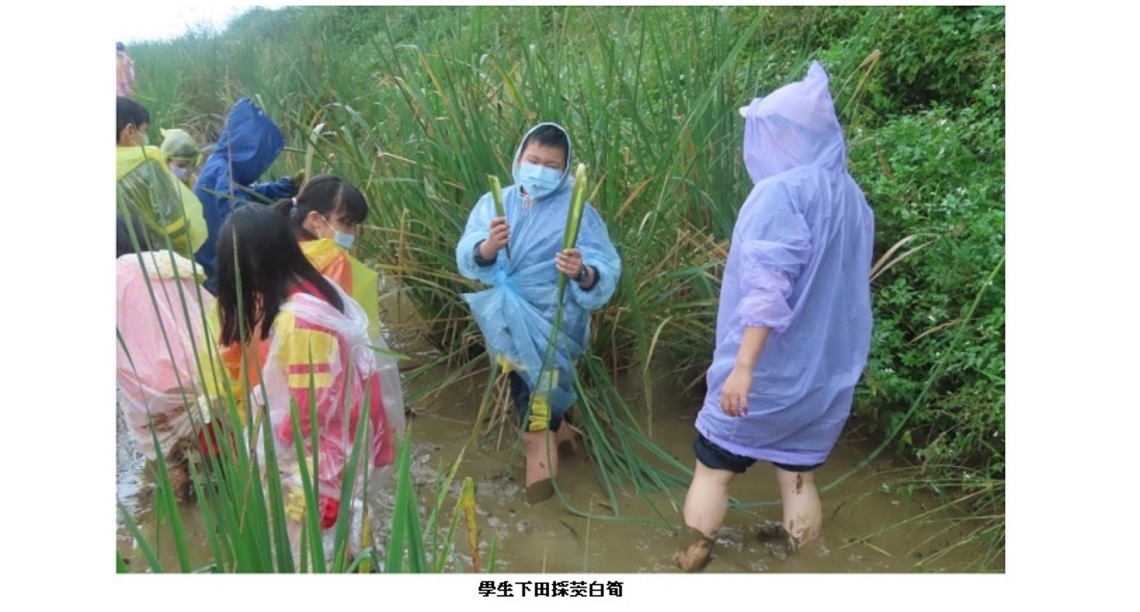 橫山國小「茭」遊趣 茭白筍與地瓜的神奇交會藝術