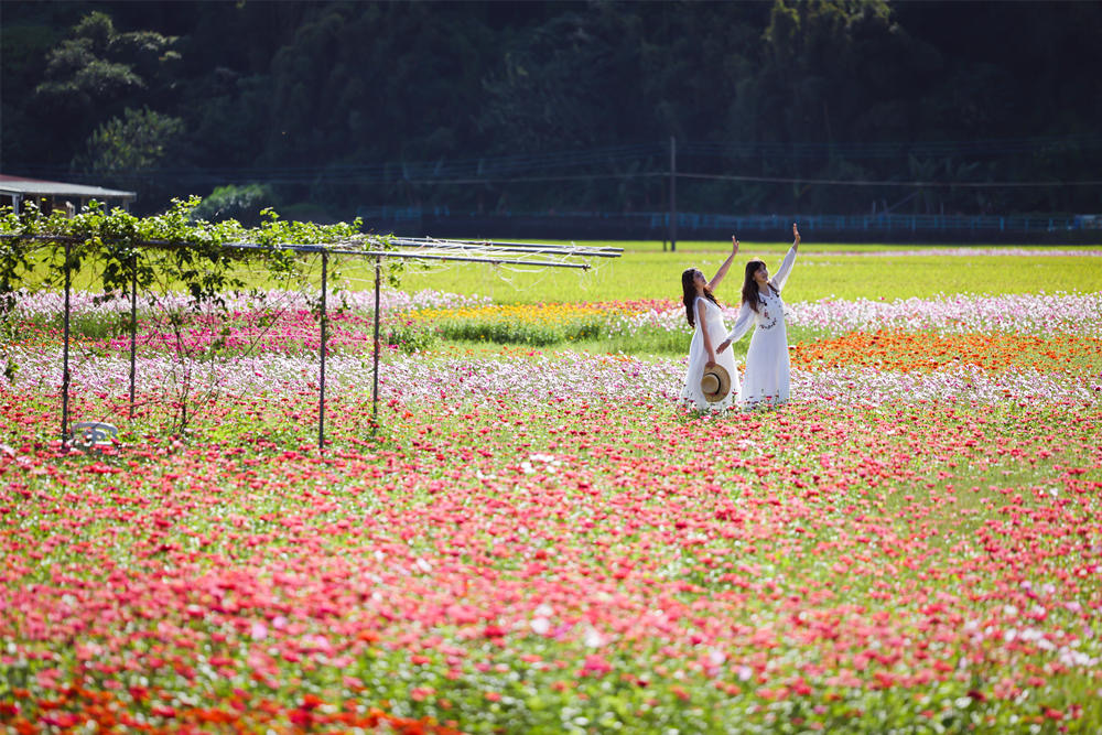 圖:@lililanwang_tw大面積花海營造浪漫感覺。(桃園市政府提供)