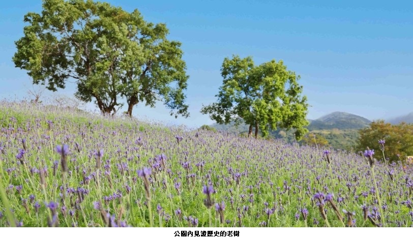 可能是花、樹和戶外的圖像