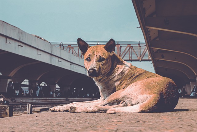stray-6498888_640.jpg