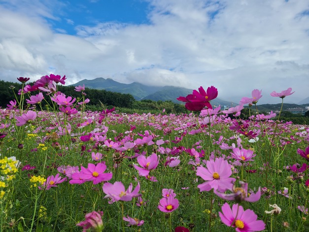 桃色大波斯菊在藍天下迎風搖曳.jpg
