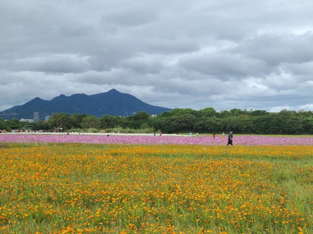 遠方的觀音山守護著關渡花海.jpg