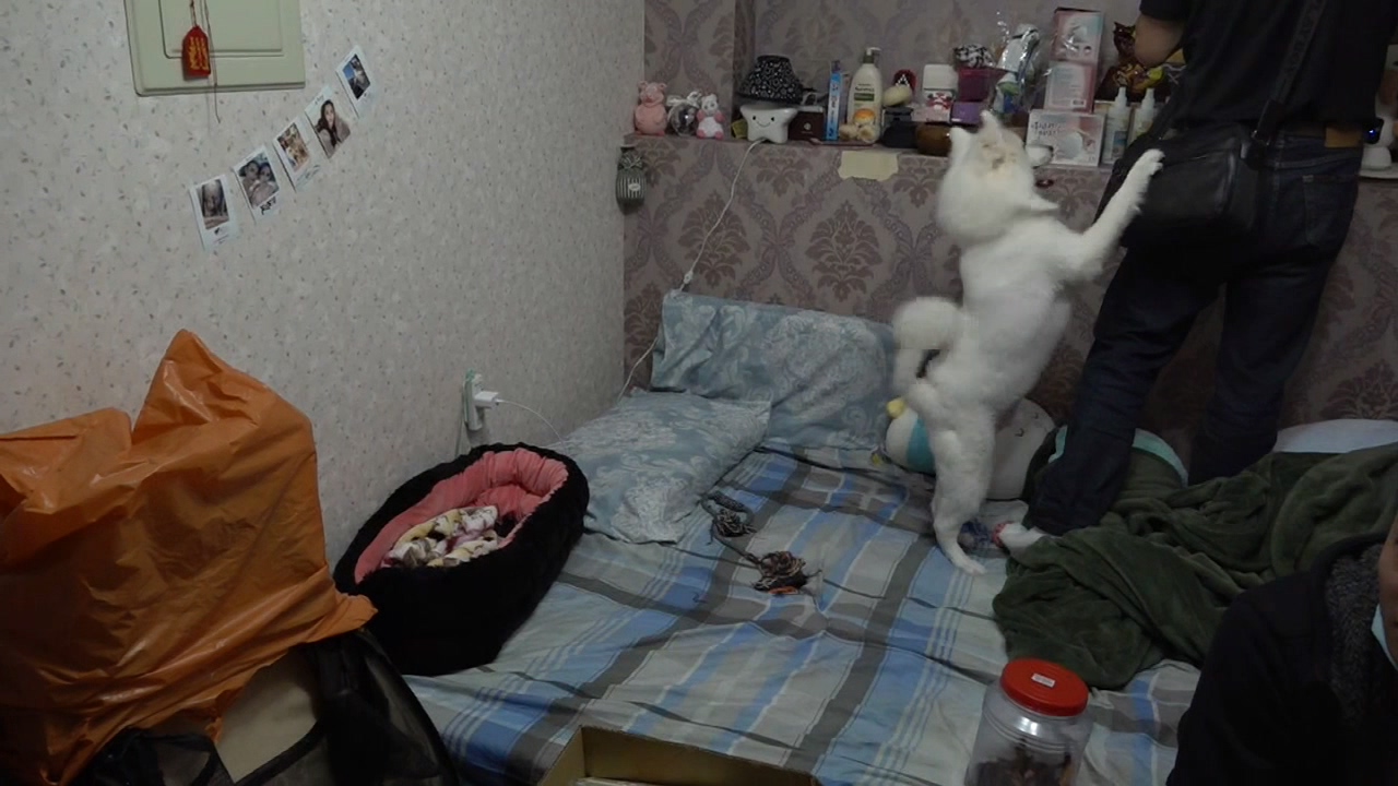 ▲毒販女友飼養的狐狸犬失控飛撲搜查員警 (圖/台中市警察局 提供)